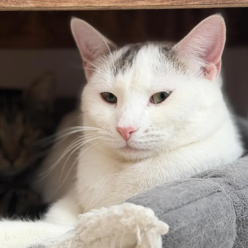 Hot Dog thumbnail 4