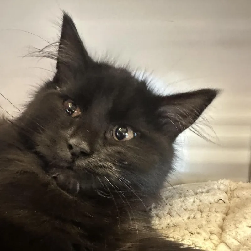 A baby small-sized male Domestic Medium Hair cat named Inky for adoption in Park City, UT