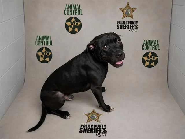An adult medium-sized male American Bulldog dog named Gus for adoption in Winter Haven, FL