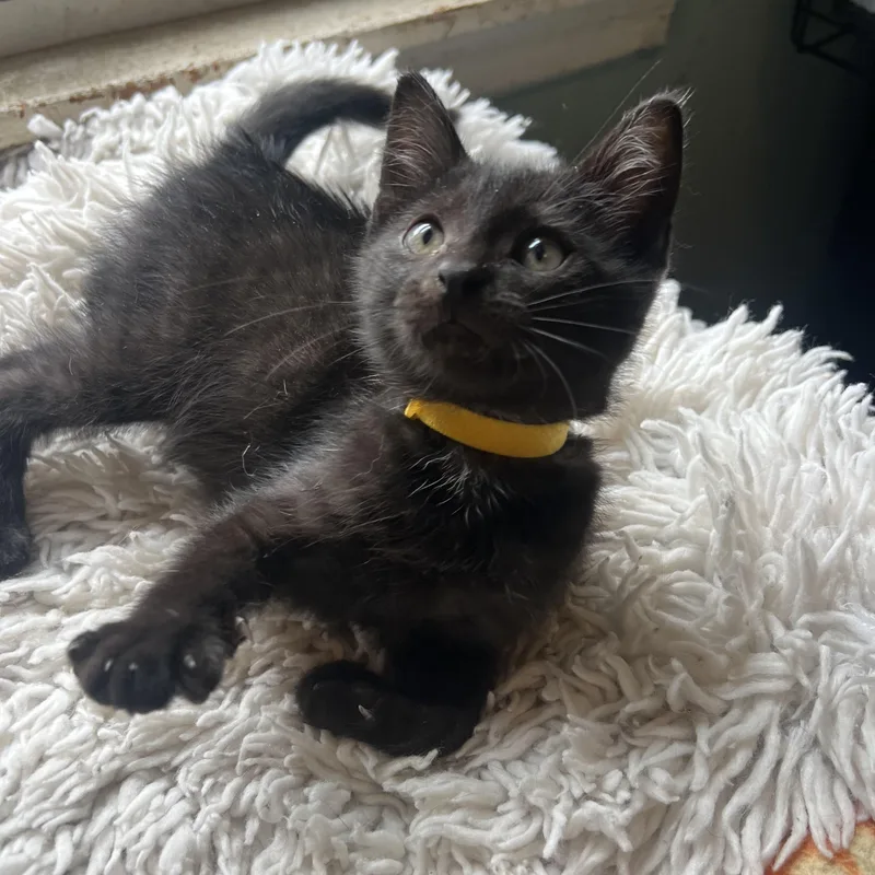 A baby medium-sized male Domestic Medium Hair cat named Maurice for adoption in Racine, WI