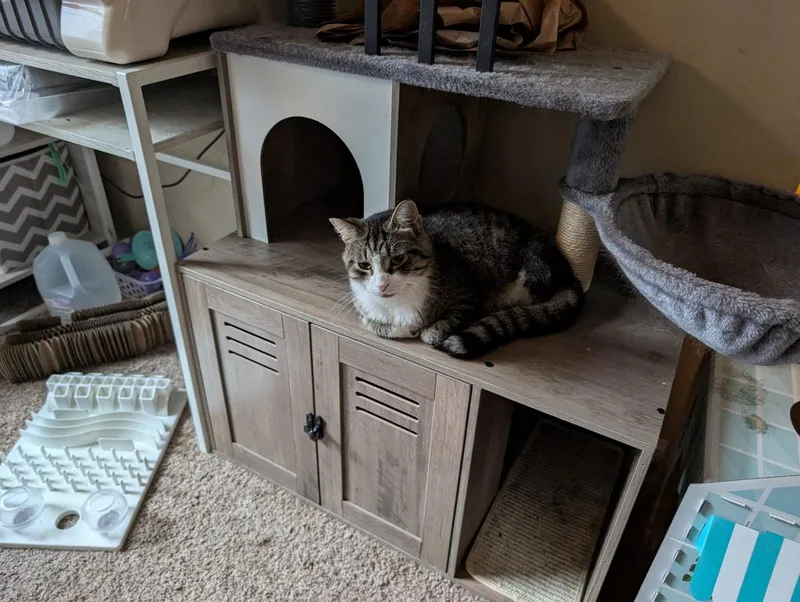 An adult medium-sized male Tabby (Brown / Chocolate) Domestic Short Hair cat named Yikes for adoption in Kalamazoo, MI