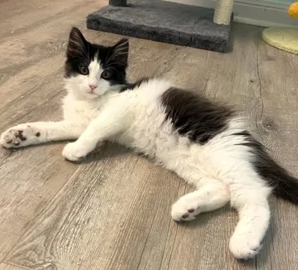 A baby small-sized male Domestic Long Hair cat named Dipper for adoption in Madison, NJ