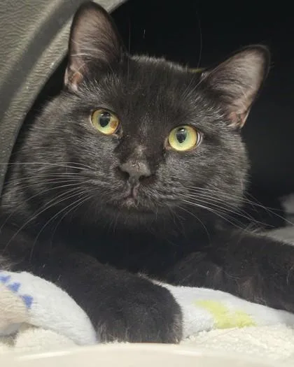 An adult medium-sized male Domestic Short Hair cat named Bieber for adoption in Fishers, IN