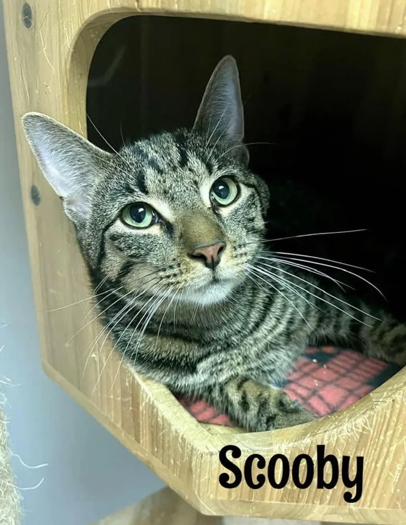A young medium-sized male Tabby (Brown / Chocolate) Domestic Short Hair cat named Scooby for adoption in Warminster, PA