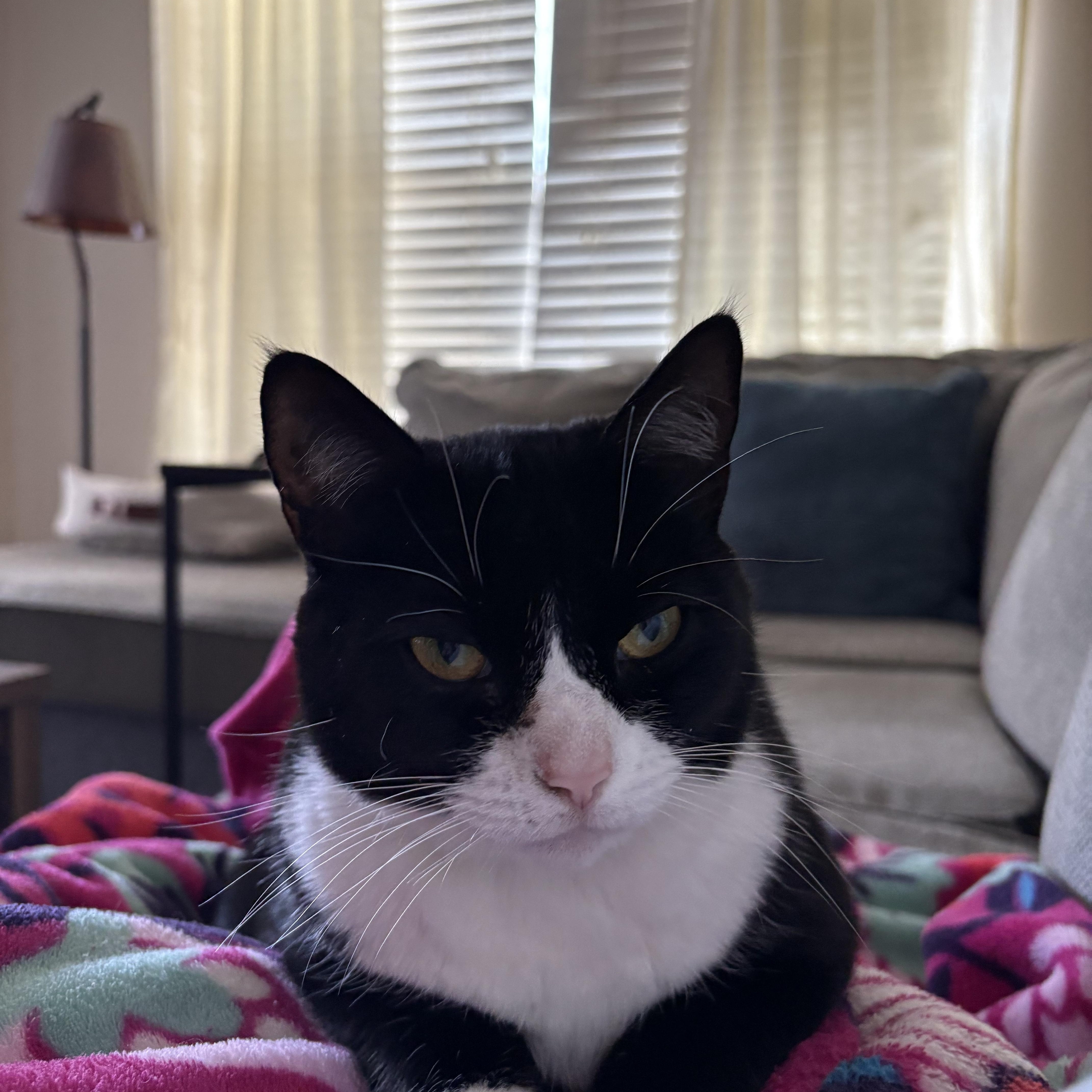 An adult medium-sized female Black & White / Tuxedo Domestic Short Hair cat named Isabelle for adoption in Nashville, TN