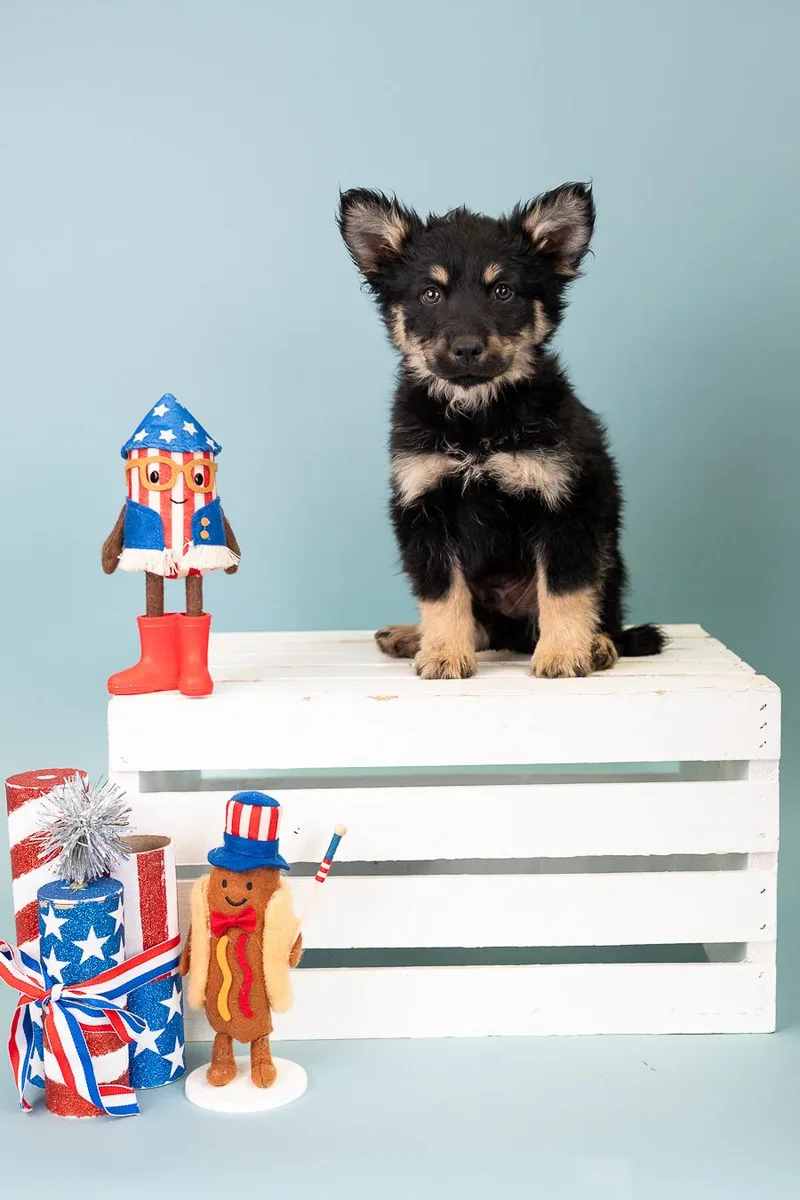 A baby medium-sized male Shepherd dog named 545-26 for adoption in Brighton, CO