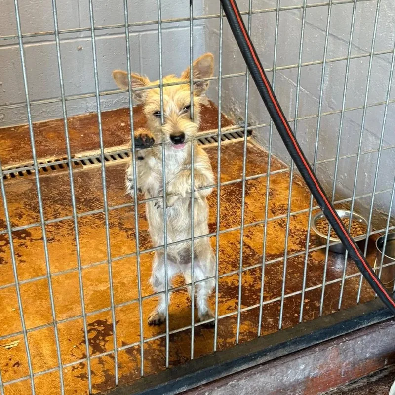 A young small-sized female Golden Terrier dog named Cricket C for adoption in Allen, TX