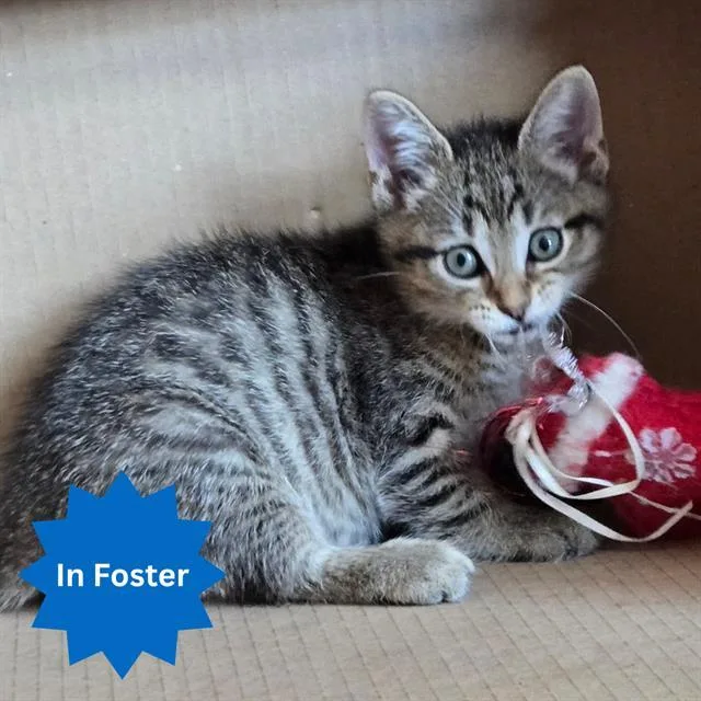 A baby small-sized female Domestic Short Hair cat named Bronte for adoption in Indianapolis, IN