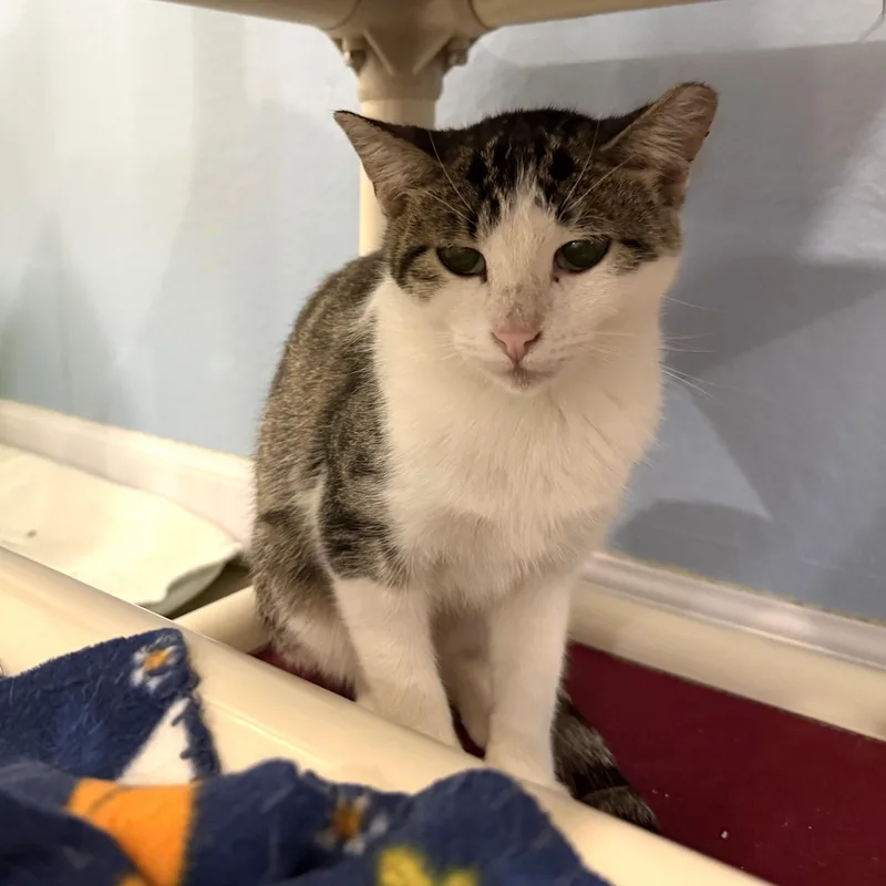 An adult small-sized female Tabby (Brown / Chocolate) Domestic Short Hair cat named Sweet Pea for adoption in La Crescent, MN