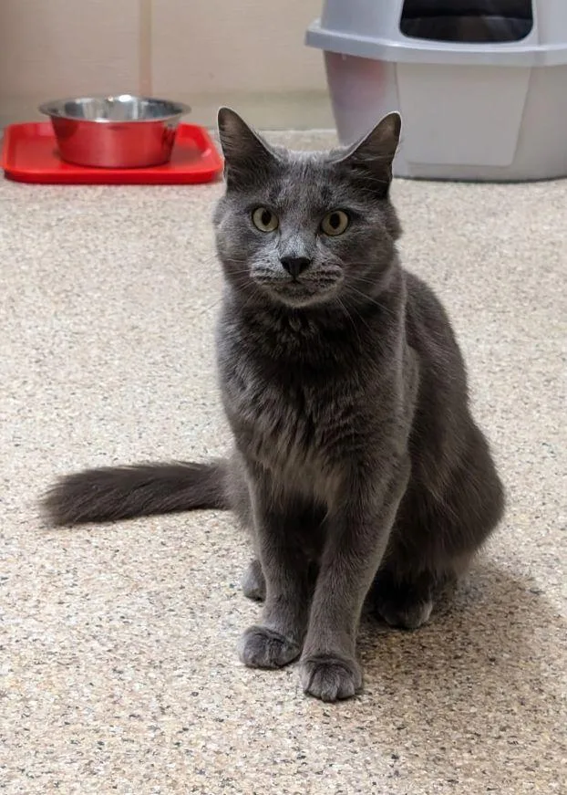 An adult medium-sized male Gray / Blue / Silver Domestic Medium Hair cat named Moose for adoption in Carneys Point, NJ