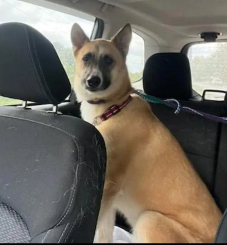 A young large-sized female Akita dog named Bella for adoption in Winston Salem, NC