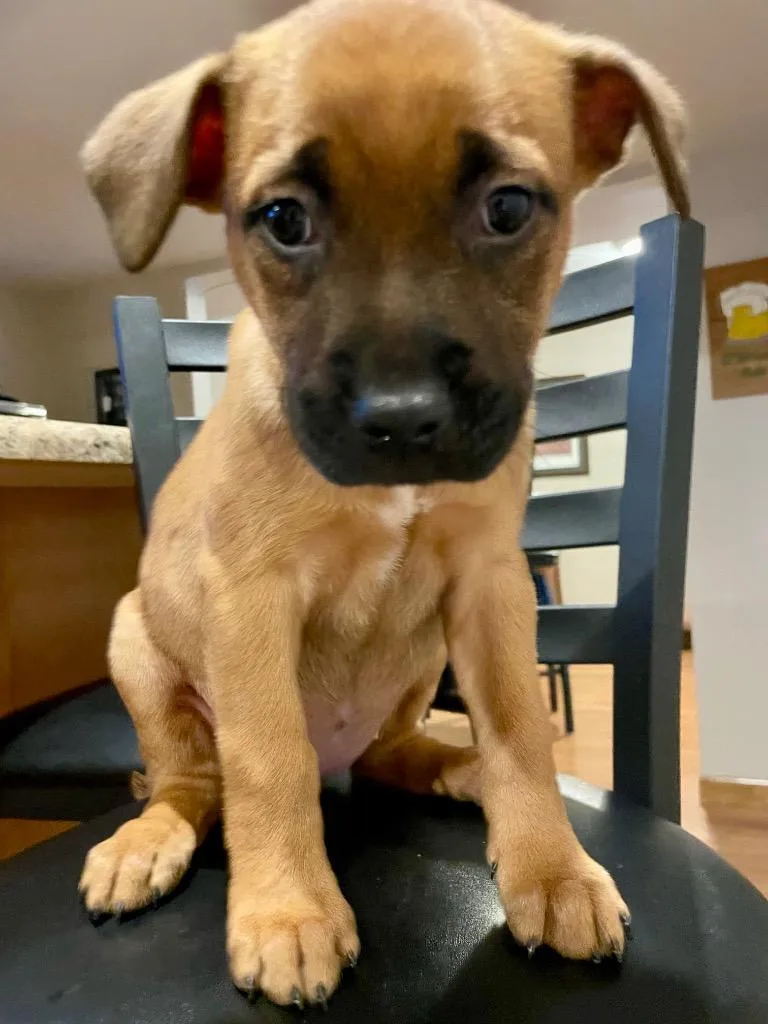 A baby medium-sized female Shepherd dog named Mary Kate for adoption in Columbia, IL