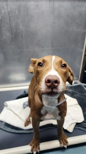 A young small-sized male Labrador Retriever dog named Samson for adoption in Houston, TX