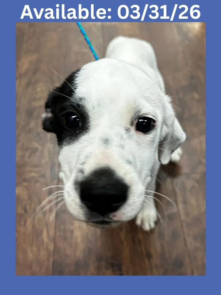 A baby medium-sized male Cattle Dog dog named Dog Kennel Rocco for adoption in Greenville, TX