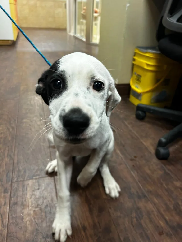 Dog Kennel  Rocco thumbnail 2