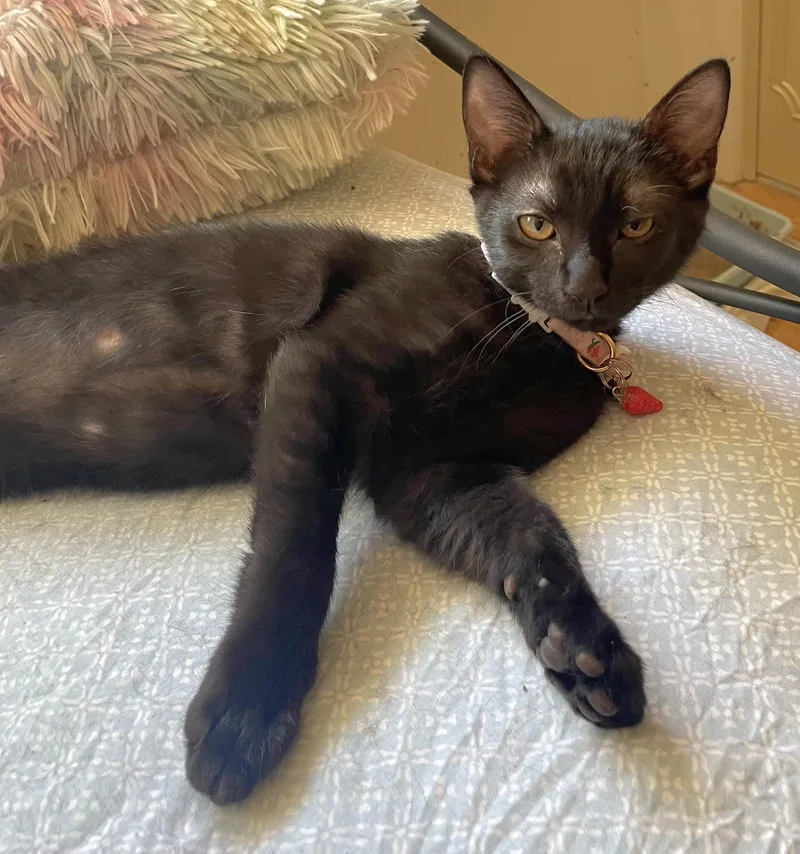 A baby medium-sized female Black Domestic Short Hair cat named Mercedes for adoption in Springfield, OR