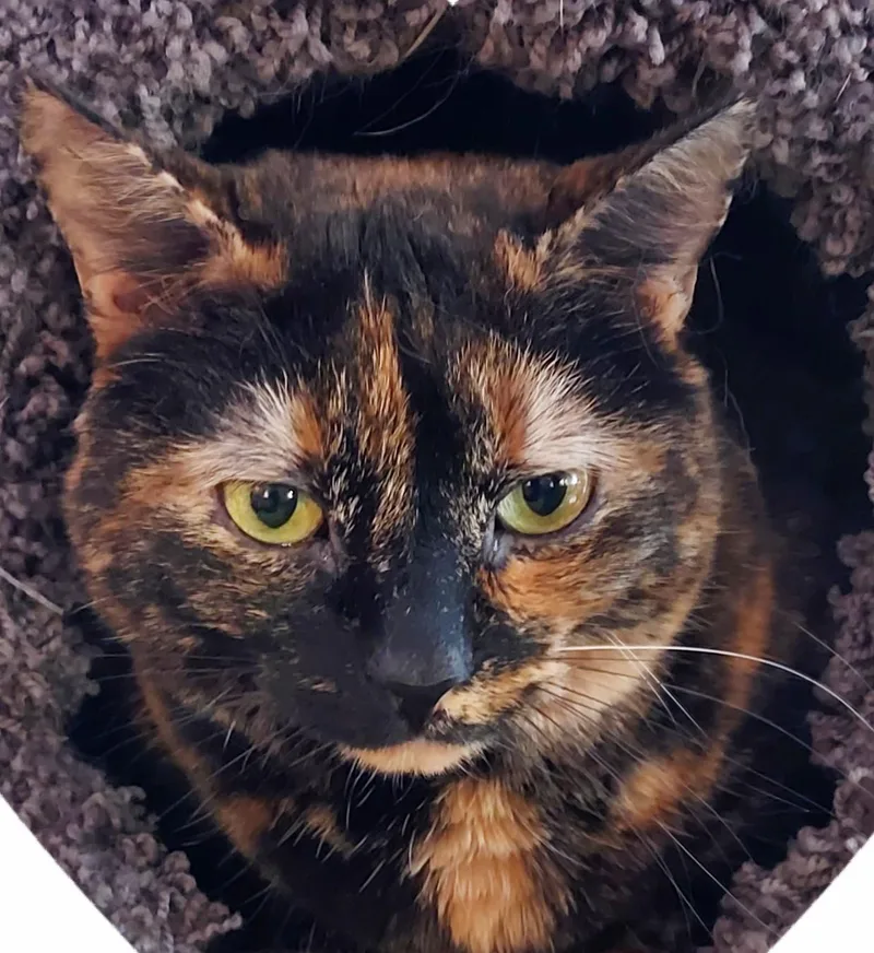 A young small-sized female Tortoiseshell cat named Ava Yrs for adoption in Sterling, MA