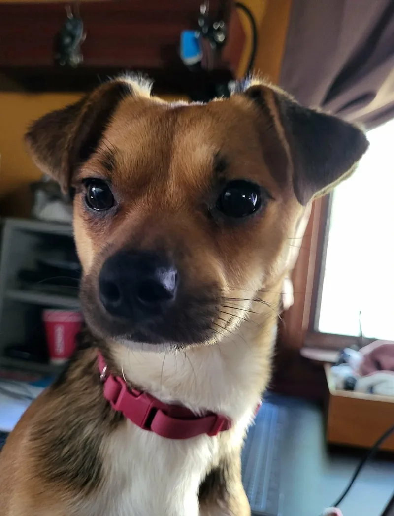 Choco thumbnail 3