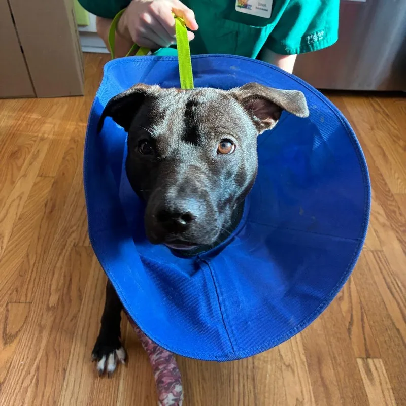 An adult medium-sized male Black Pit Bull Terrier dog named Ravioli for adoption in Northbrook, IL