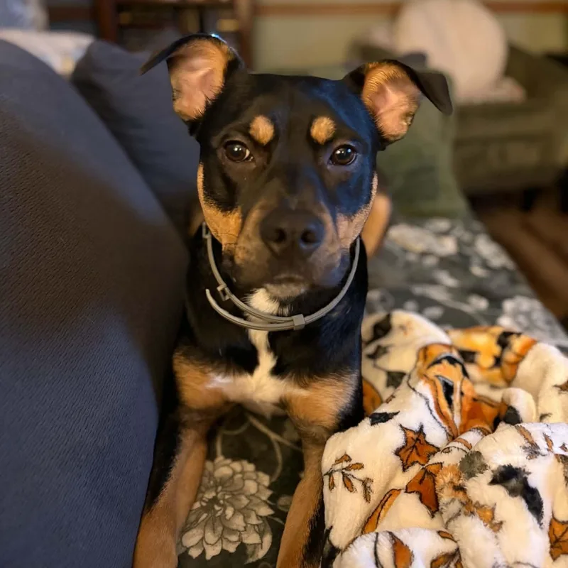 Koda
