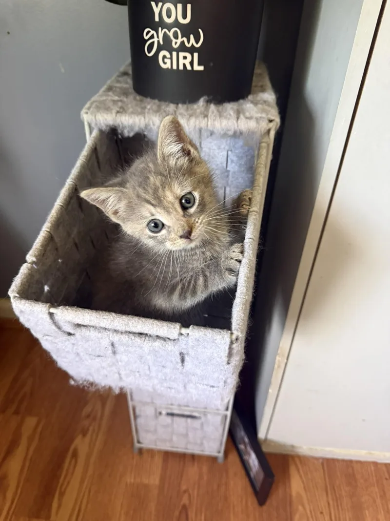 A young small-sized female Dilute Calico Domestic Medium Hair cat named Marble for adoption in Seven Valleys, PA