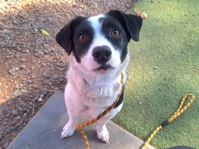 A young large-sized female Australian Cattle Dog / Blue Heeler dog named Blossom for adoption in Phoenix, AZ