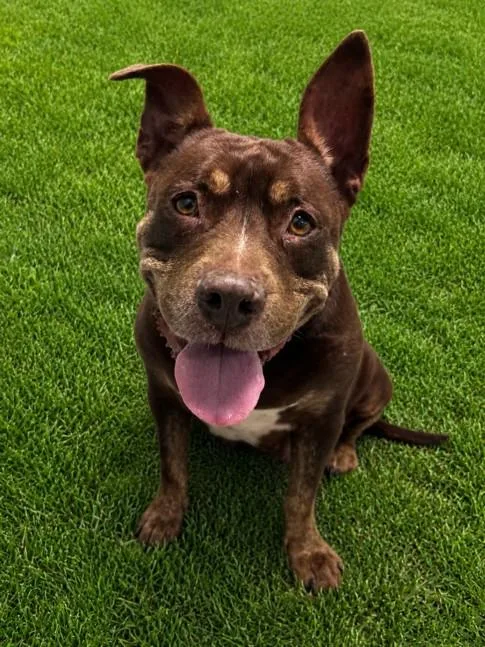 An adult medium-sized female Pit Bull Terrier dog named Mit Mit for adoption in Clinton Township, MI