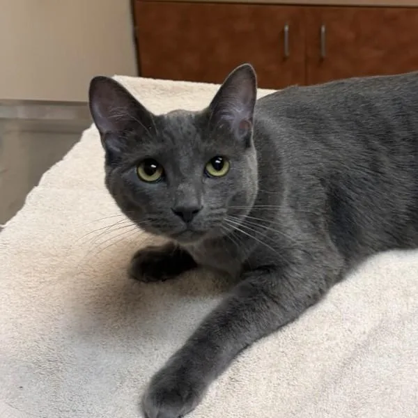 A young medium-sized male Domestic Short Hair cat named Lucky for adoption in Dublin, CA