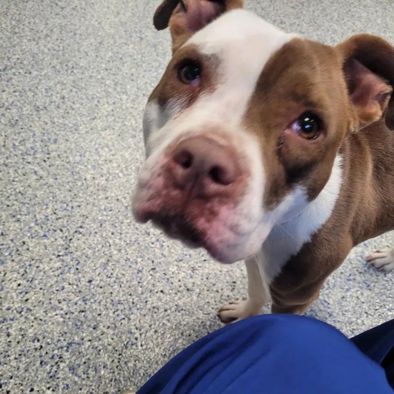 A young medium-sized female Red / Chestnut / Orange Boston Terrier dog named Vicki for adoption in Greenville, SC