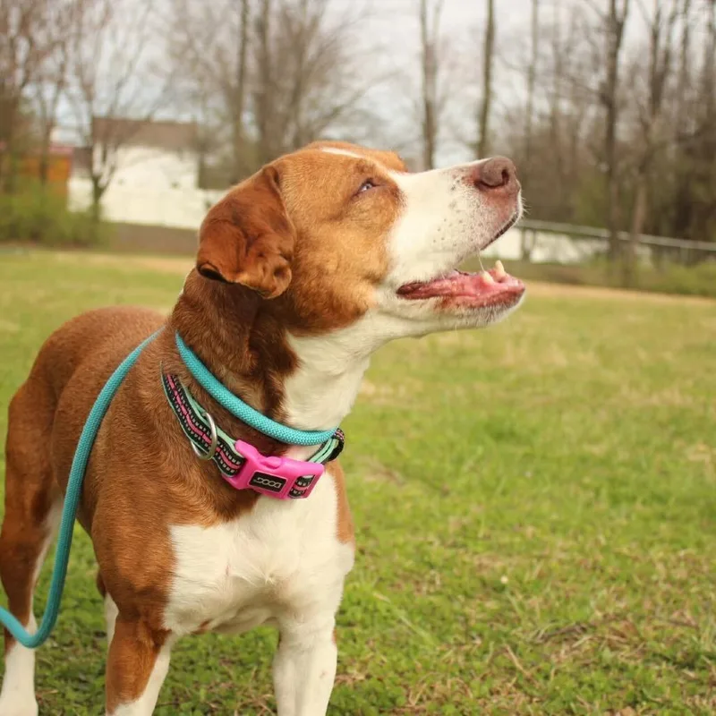 An adult medium-sized female Red / Chestnut / Orange Beagle dog named Cauliflower for adoption in Louisville, KY