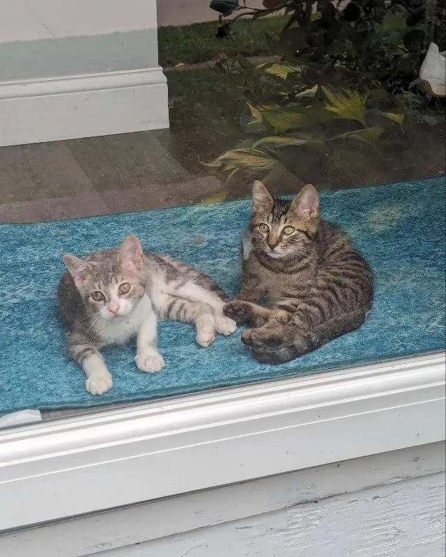 An adult medium-sized female Dilute Calico cat named Leela  Kbc for adoption in Dublin, OH