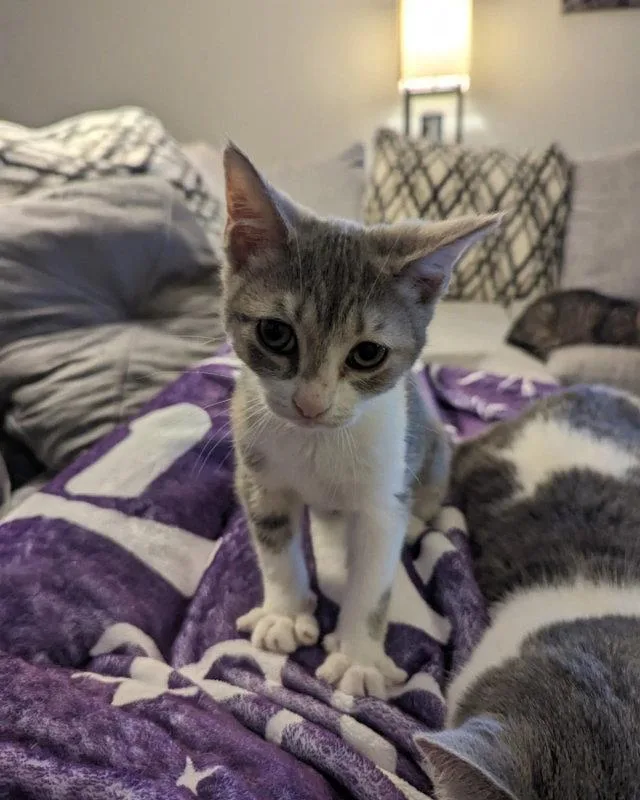 Leela  Kbc thumbnail 3