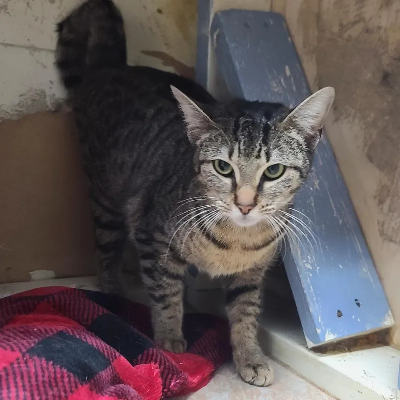 A young medium-sized female Brown / Chocolate Domestic Short Hair cat named Roseline for adoption in Webster, TX