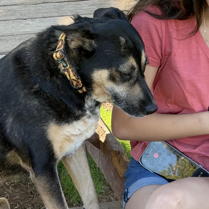 An adult medium-sized female Australian Kelpie dog named Hana for adoption in Gilbert, AZ