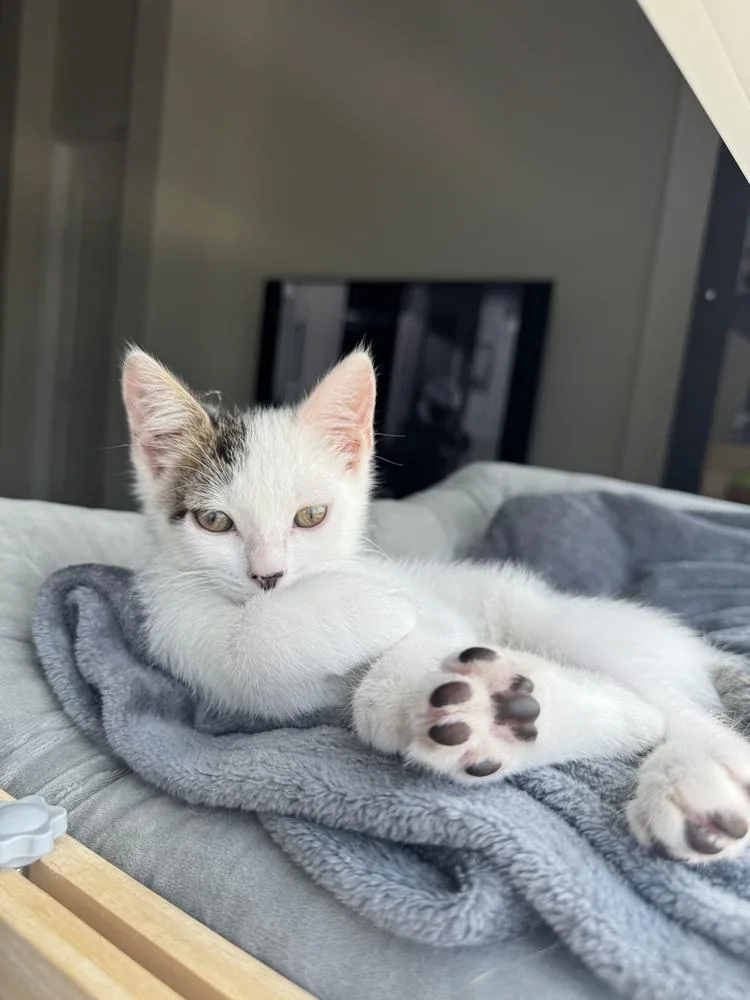 A baby small-sized male White Domestic Short Hair cat named Luke Skywalker for adoption in Brandon, FL