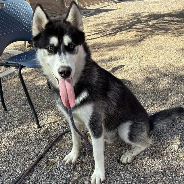 A young large-sized male Siberian Husky dog named Deli for adoption in Mesa, AZ