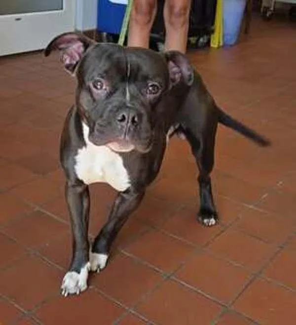 An adult medium-sized male Pit Bull Terrier dog named Screech for adoption in Salisbury, MD