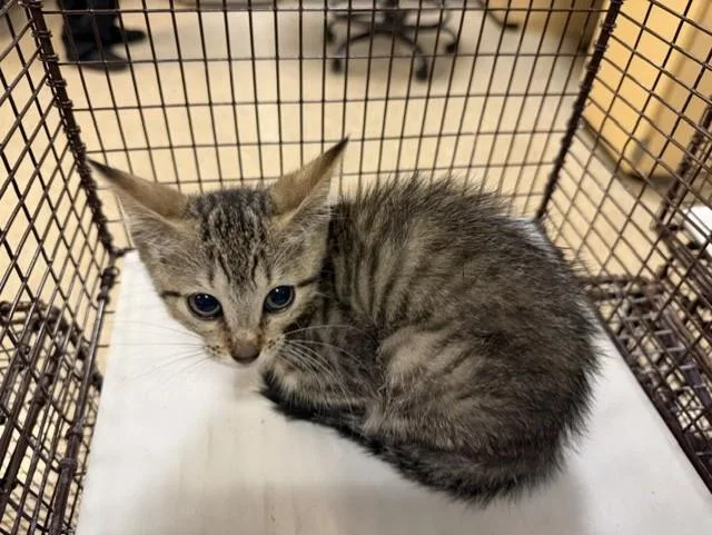 A baby small-sized female Domestic Short Hair cat named Sali for adoption in Miami, FL