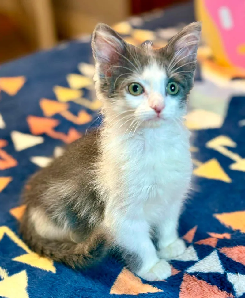 A baby small-sized male White Maine Coon cat named Cedar and Trunk for adoption in Bedford Hills, NY