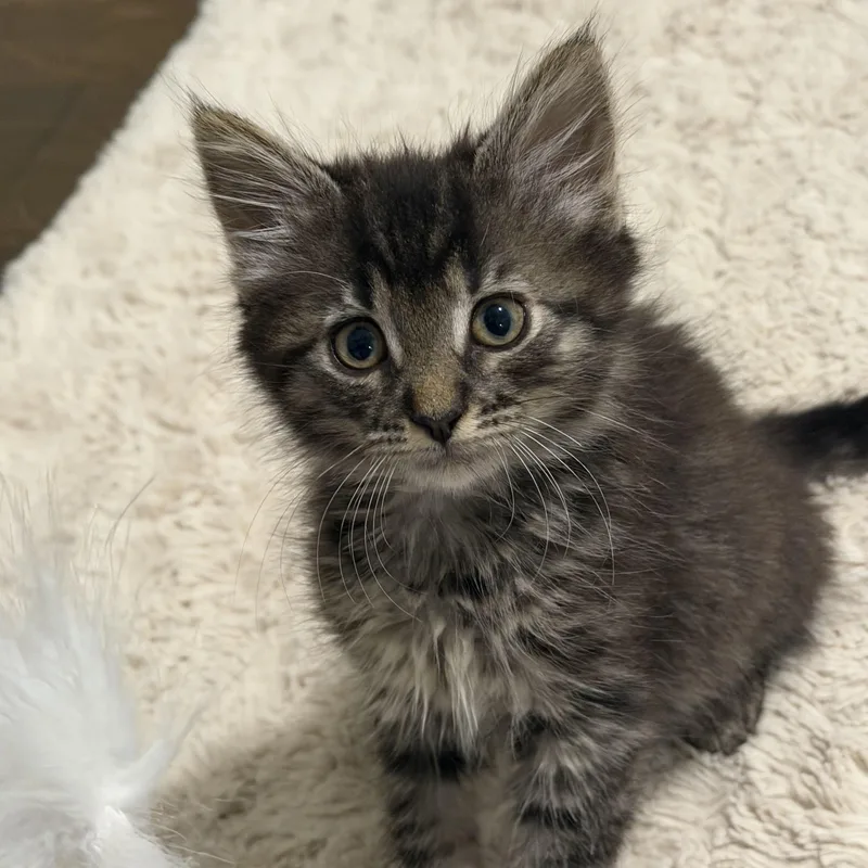 A baby medium-sized male Domestic Medium Hair cat named Chili for adoption in Charlotte, NC