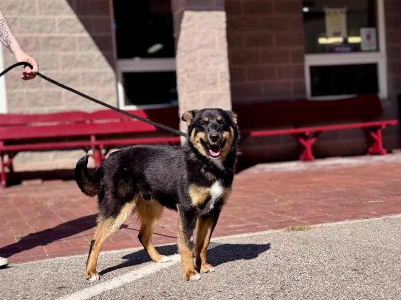 A young medium-sized male Black Australian Shepherd dog named Shepherd for adoption in Wooster, OH
