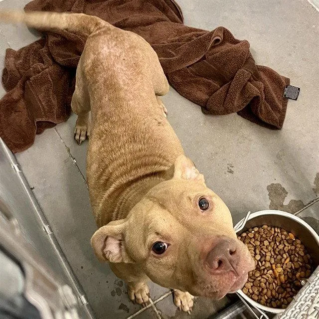 A young medium-sized female American Staffordshire Terrier dog named Tacoma for adoption in Tavares, FL