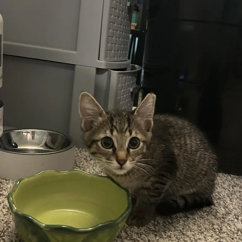 A baby small-sized female Brown / Chocolate Domestic Short Hair cat named Malibu for adoption in West Olive, MI