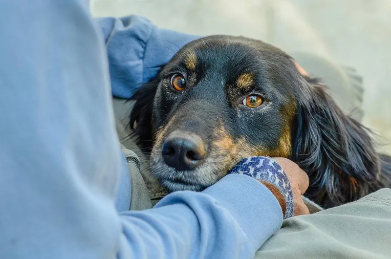 An adult medium-sized female Australian Shepherd dog named Lizzo for adoption in Brick, NJ