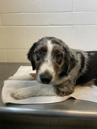A baby medium-sized male Tricolor (Brown, Black, & White) Australian Shepherd dog named Malcom for adoption in Sacramento, CA