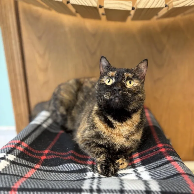 An adult medium-sized female Tortoiseshell Domestic Short Hair cat named Tayla for adoption in Fargo, ND