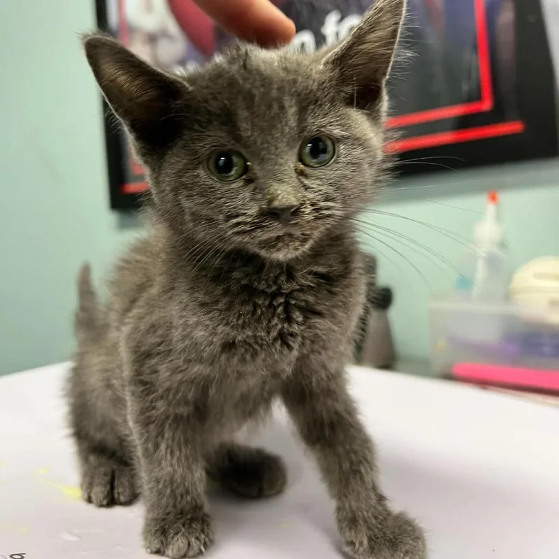 A baby small-sized female Gray / Blue / Silver Domestic Short Hair cat named Pepper for adoption in Edwardsville, IL
