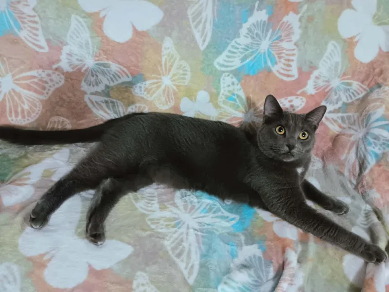 A young large-sized male Gray / Blue / Silver Russian Blue cat named Chubby Checkers for adoption in Quincy, OH
