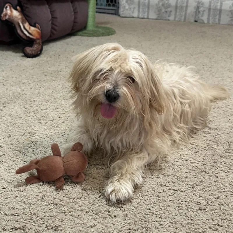 Butters C thumbnail 3