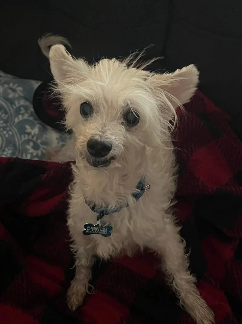 A senior small-sized male Maltese dog named Pascal for adoption in Wappingers Falls, NY
